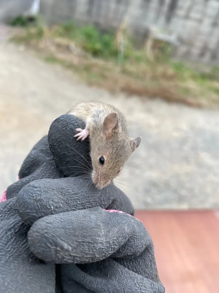 ゴミ屋敷に住むネズミ